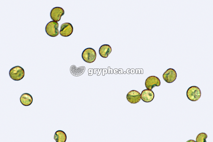 Polytric (Mousse) - Spores de Polytric x160 - gryphea.org